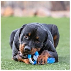 Multipet PET TOY PEPPRMT RNG 11""L -Animal&Pet Supplies store Emery20Jensen20Distribution20LLC 8063669xxAxxv6.epsxxHighxxbd437b