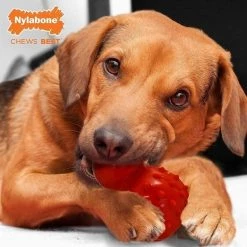 Nylabone TRET HLDING TOY BACON RD -Animal&Pet Supplies store Emery20Jensen20Distribution20LLC 8064347xxAxxv4.epsxxHighxxa3d92b
