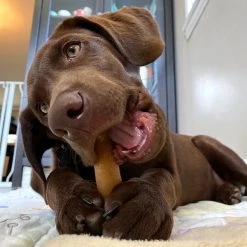 Himalayan Pet Supply Himalayan Pet Yum Chicken Grain Free Chews For Dogs 4.5 oz , 3PK -Animal&Pet Supplies store Emery20Jensen20Distribution20LLC 8064802xxAxxv4.epsxxMaxxx8fcc22