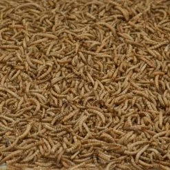 Kaytee Mealworms Bluebird Dried Mealworm Mealworms 3.5 oz -Animal&Pet Supplies store Emery20Jensen20Distribution20LLC 8369555xxAxxv1.epsxxMaxxx1c4da0