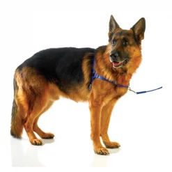 Ultrahund Freedom Harness ROYAL SMALL