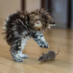 Pawsmark Electronic Remote Control Gray Mouse Cat Toy with App and Realistic Appearance -Animal&Pet Supplies store Quickway20Imports20Inc 768396xx5b4573