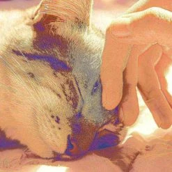 Pet Adobe Feline Cat Comfort Cavern Pet Bed - Blue -Animal&Pet Supplies store TG20Midco20LLC20dba20Trademark20Global20LLC 101845azjxx4xx098cab