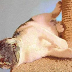 Pet Adobe Cat 4-Tier Kitty Condo and Scratching Post -Animal&Pet Supplies store TG20Midco20LLC20dba20Trademark20Global20LLC 161607qrexx5xx884a52