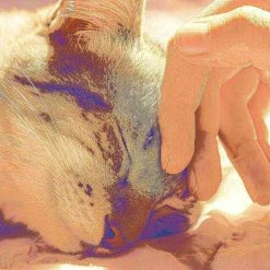 Pet Adobe Sleep and Play Cat Bed Removable Teepee Top -18 inch dia Tan -Animal&Pet Supplies store TG20Midco20LLC20dba20Trademark20Global20LLC 229525akwxx5xxa69e75