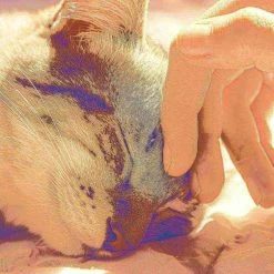 Pet Adobe Pet Bed, Igloo Soft Indoor Enclosed Covered Tent with Removable Cushion for Cats/Small Pets (Tan) -Animal&Pet Supplies store TG20Midco20LLC20dba20Trademark20Global20LLC 235113fvbxx4xx84577c