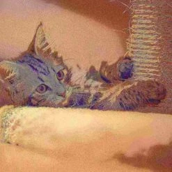 Pet Adobe Cat tree and Scratcher with 2 Sisal Post, Bed and Interactive Toy Play for Cats/Kitten |15.75-inch -Animal&Pet Supplies store TG20Midco20LLC20dba20Trademark20Global20LLC 408946vodxx4xxed88f9