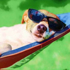 Pet Adobe 3-Tier Cat Tower and Interactive Toy, Gray -Animal&Pet Supplies store TG20Midco20LLC20dba20Trademark20Global20LLC 474627tudxx5xx55838d