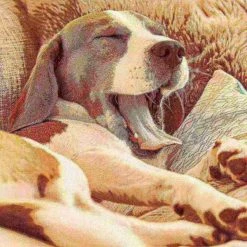 Pet Adobe Orthopedic Memory Foam Pet Bed - Jumbo -Animal&Pet Supplies store TG20Midco20LLC20dba20Trademark20Global20LLC 513997evhxx5xx94a9de