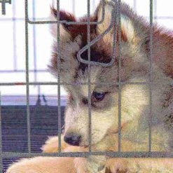 Pet Adobe Set of 2 Stainless Steel Hanging Pet Bowls, Cage, Kennel, for Food and Water | Dogs / Cats, 20-Fl Oz -Animal&Pet Supplies store TG20Midco20LLC20dba20Trademark20Global20LLC 549386beyxx5xxe72de4