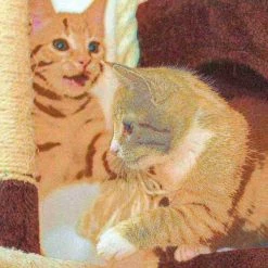 Pet Adobe 3-tier 34.5-inch Cat Tree Multilevel Tower with Scratching Posts, Ladder and Toys for Cats/Kittens -Animal&Pet Supplies store TG20Midco20LLC20dba20Trademark20Global20LLC 599663dnsxx4xxc34a03