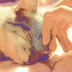 Pet Adobe Cozy Cave Enclosed Cube Pet Bed - Dark Coffee -Animal&Pet Supplies store TG20Midco20LLC20dba20Trademark20Global20LLC 625655kyexx4xx2ee2d3