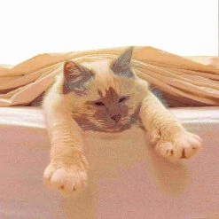 Pet Adobe Interactive Cat Scratching Pole | Built-In Rolling Ball and Track Toy for Adult Cats and Kitten -Animal&Pet Supplies store TG20Midco20LLC20dba20Trademark20Global20LLC 700925pxlxx7xx2d1576