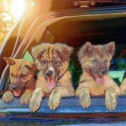 Pet Adobe Bi-Fold Pet Ramp, Lightweight with Safe Non-Slip Traction Surface and Raised Sides for Cars, SUVs -Animal&Pet Supplies store TG20Midco20LLC20dba20Trademark20Global20LLC 709422xrpxx5xxcd416f