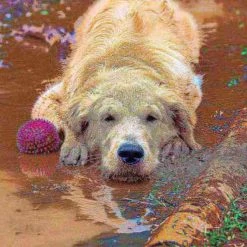 Pet Adobe Durable, Waterproof, Pet Car Seat Cover -Animal&Pet Supplies store TG20Midco20LLC20dba20Trademark20Global20LLC 769264nboxx6xxc505b3