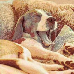 Pet Adobe Furniture Protector Pet Cover with Bolster - Brown - 35x35 -Animal&Pet Supplies store TG20Midco20LLC20dba20Trademark20Global20LLC 772858tacxx6xxb92966