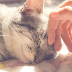 Pet Adobe Indoor Cat Pet Bed Cave with Removable Cushion Pad for Cats/Small Animals | Gray/Black Animal Print -Animal&Pet Supplies store TG20Midco20LLC20dba20Trademark20Global20LLC 857996pmmxx4xx253297