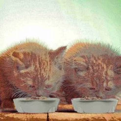 Pet Adobe Set of 2 Cat Dishes Shallow Melamine Resin Saucers for Food and Water with Nonslip Bottoms 8 Fl. Oz. -Animal&Pet Supplies store TG20Midco20LLC20dba20Trademark20Global20LLC 884631mfpxx4xx135fb2