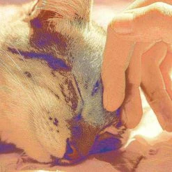 Pet Adobe Cozy Kitty Tent Igloo Plush Cat Bed - Brown -Animal&Pet Supplies store TG20Midco20LLC20dba20Trademark20Global20LLC 985151twyxx4xxeb5379