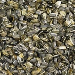 Natures Select Ingredients 001673 25 lbs Stripe Sunflower for Wild Bird Feed