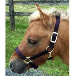 Intrepid International H325NBK Mini Nylon Miniature Horse Halter; Black