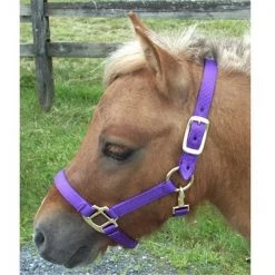 Intrepid International H325NPR Mini Nylon Miniature Horse Halter; Purple