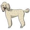 SignMission D-12-Standard Poodle 7 x 20 in. Super Cute Dog Decal - Standard Poodle
