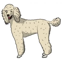 SignMission D-12-Standard Poodle 7 x 20 in. Super Cute Dog Decal - Standard Poodle