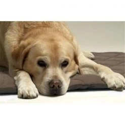 American Pet Diner 100FLLQB010 Flectabed Q 18 in. x 14 in. - Brown