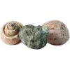 Flukers 012190 Hermit Headquarters Hermit Crab Growth Shells - Medium