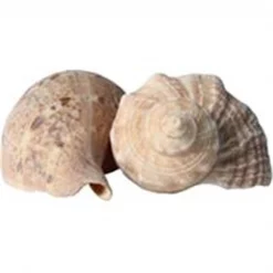 Feedingtime Hermit Headquarters Hermit Crab Growth Shells - Large