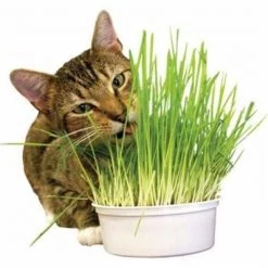 Imperial Cat 00121 Easy Grow Oat Grass Kit
