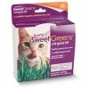 Worldwise SmartyKat SweetGreens Cat Grass Kit-