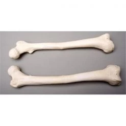 Skeletons and More SM384D Femur Bones Left and Right