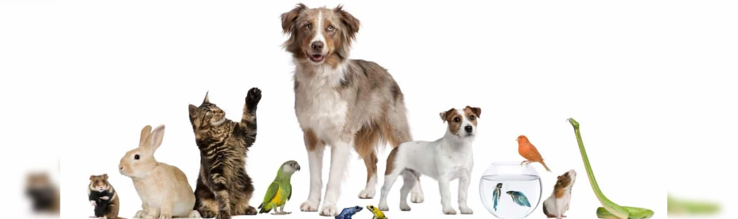Animal&Pet Supplies store -Animal&Pet Supplies store z6