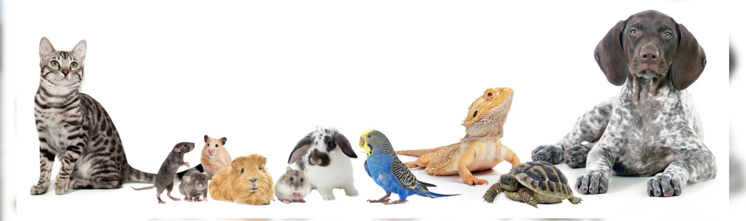 Animal&Pet Supplies store -Animal&Pet Supplies store z66